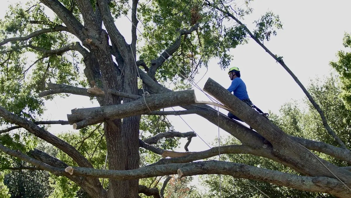 Professional Crown Thinning performed by certified arborists in Hinckley