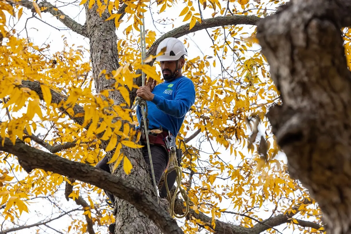 Skilled Storm Damage Cleanup crew working in Hinckley