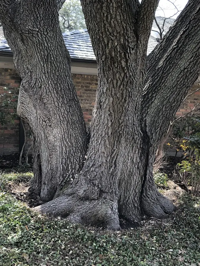 Mature heritage tree close to a Hinckley property cared for by certified arborists
